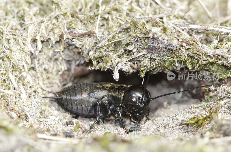 田野蟋蟀(Gryllus campestris)若虫洞